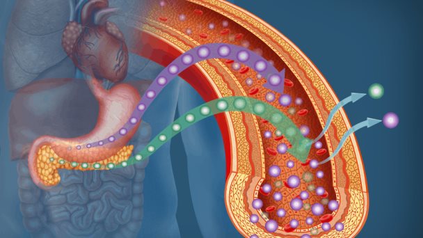 Estos son los diferentes tipos de Diabetes Estos son los diferentes tipos de Diabetes