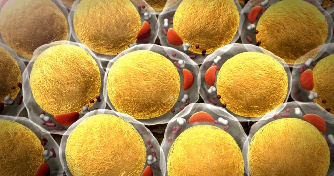 ¿Funcionará en humanos?: Investigadores estadounidenses logran revertir la obesidad en ratones