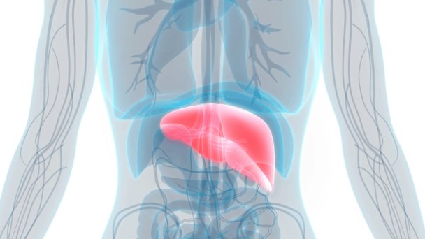 Estudio sostiene que los pacientes con diabetes tipo 2 presentan cambios hepáticos asintomáticos 