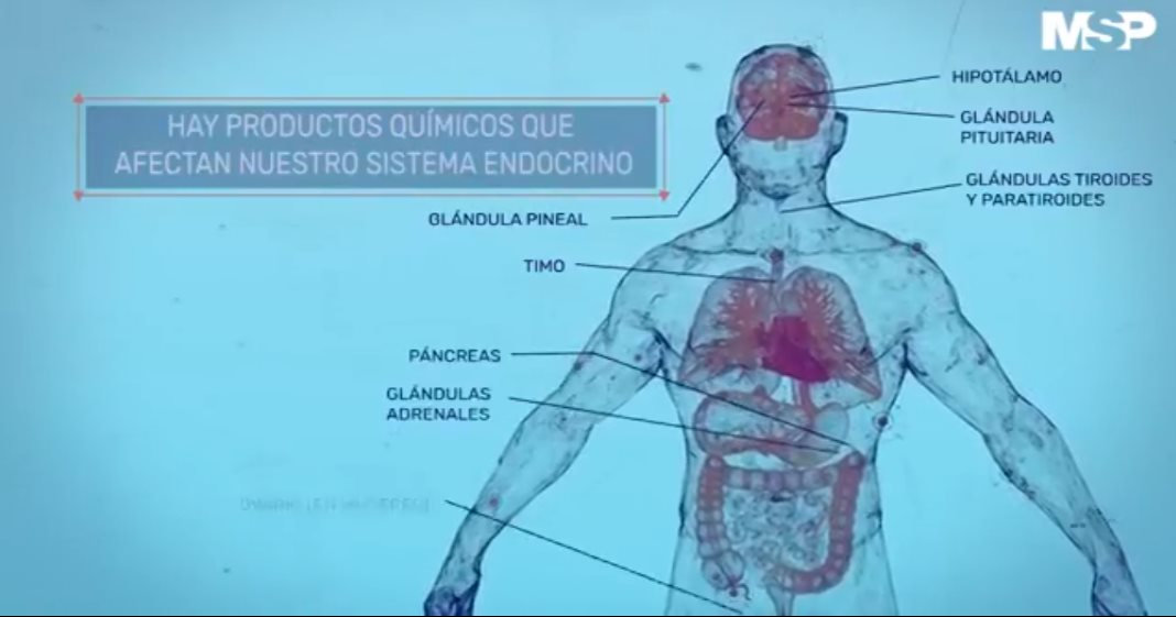 #ExclusivoMSP - Productos químicos que afectan nuestro sistema endocrino