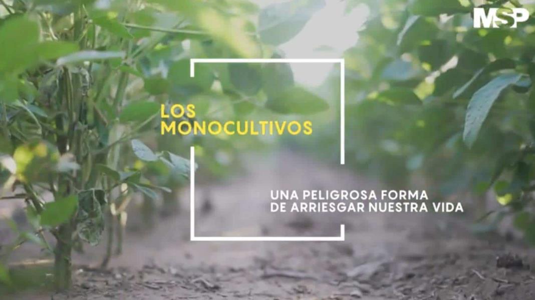 Los monocultivos; una peligrosa forma de arriesgar nuestra vida