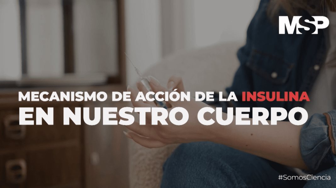 #ExclusivoMSP - Mecanismo de acción de la insulina en nuestro cuerpo