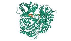 Tratamiento con cagrilintida conduce a una pérdida de peso significativa