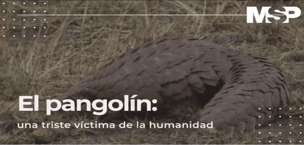 #ExclusivoMSP - Pangolín: una triste víctima de la humanidad