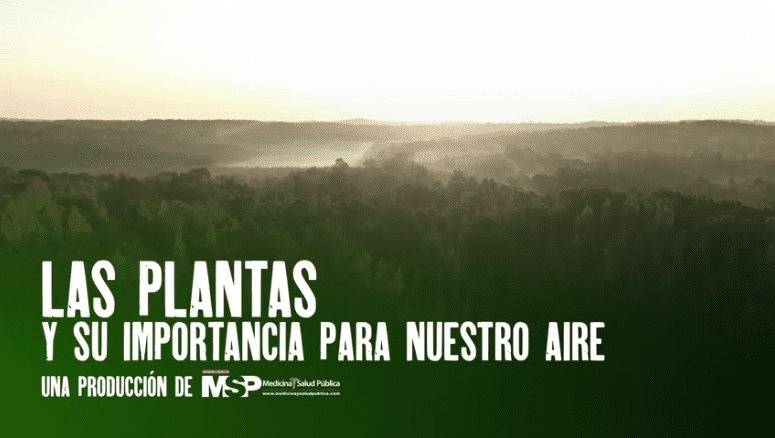 #ExclusivoMSP - Las plantas y su importancia para nuestro aire