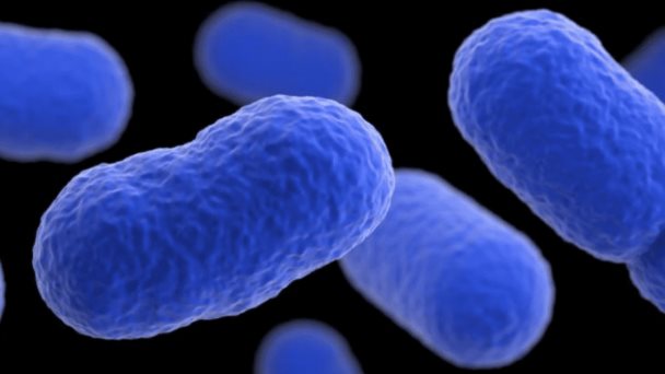 ¿Qué es la listeria? Esto es lo que necesitas saber sobre la bacteria que te puede enfermar ¿Qué es la listeria? Esto es lo que necesitas saber sobre la bacteria que te puede enfermar