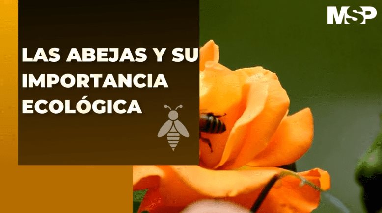 #ExclusivoMSP - La importancia de las abejas para el medio ambiente
