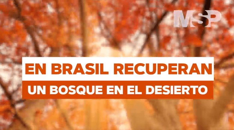 #EspecialMSP I En Brasil recuperan un bosque en el desierto