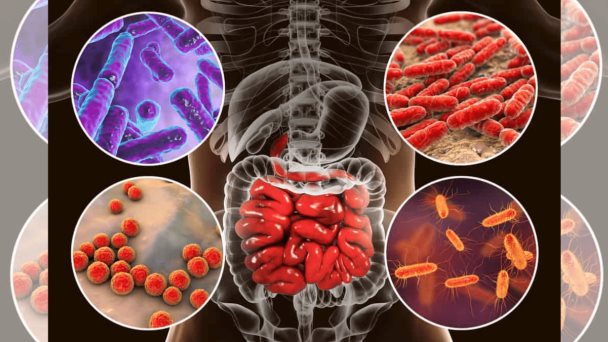 Las especies del microbioma intestinal predicen la diabetes tipo 2, indica estudio Las especies del microbioma intestinal predicen la diabetes tipo 2, indica estudio