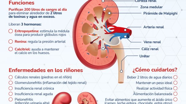 Los riñones - Infografía Los riñones - Infografía