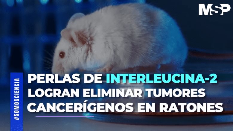 Tratamiento experimental con interleucina-2 elimina tumores cancerígenos - #ExclusivoMSP