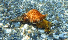 El veneno del caracol de mar podría conducir a nuevos analgésicos, según estudio