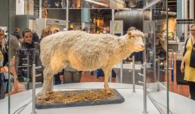 Logran rejuvenecer 30 años las células de la piel de una mujer con tecnología de la oveja Dolly