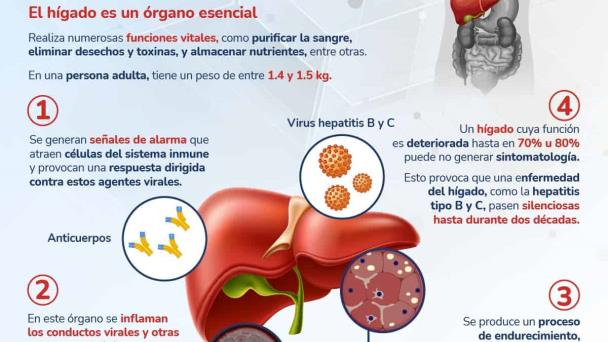 Que ocurre cuando un virus llega el higado? - Infografía Que ocurre cuando un virus llega el higado? - Infografía
