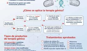 Como funciona la terapia génica? - infografía