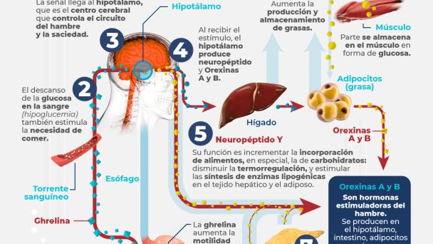 Asi funciona la sensación de hambre - Infografía Asi funciona la sensación de hambre - Infografía