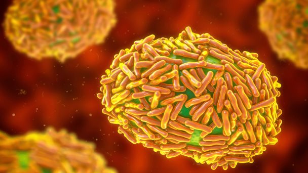 Investigadores obtienen la secuencia completa del genoma del virus de la viruela del mono Investigadores obtienen la secuencia completa del genoma del virus de la viruela del mono