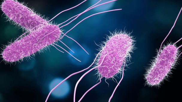 Salmonella enterica serovariedad Typhi es cada vez más resistente a los antibióticos, según investigación