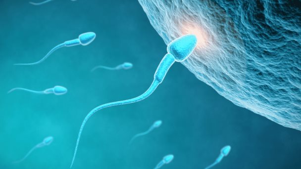 Sorprendente caída del número de espermatozoides en el mundo Sorprendente caída del número de espermatozoides en el mundo