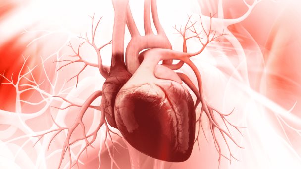 Cardiomiopatía Hipertrófica: una enfermedad que desencadena otros problemas cardiovasculares Cardiomiopatía Hipertrófica: una enfermedad que desencadena otros problemas cardiovasculares