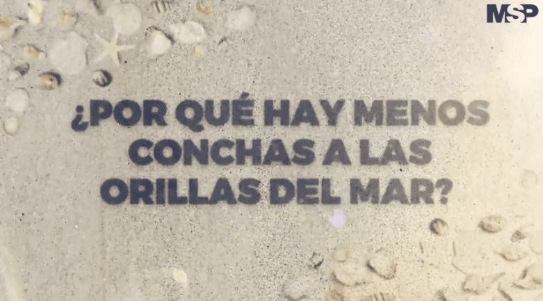 #CápsulaInformativa | ¿Por qué hay menos conchas marinas?