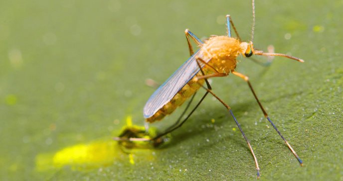 Altas temperaturas aumentan riesgo de enfermedades como el zika, Lyme o fiebre hemorrágica