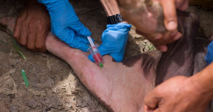 Resucitan con sangre artificial los órganos de cerdos muertos 