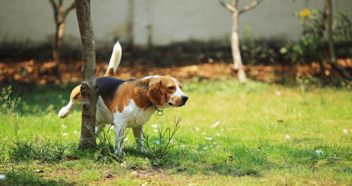 Esta es la enfermedad que podría causar los orines de tu perro