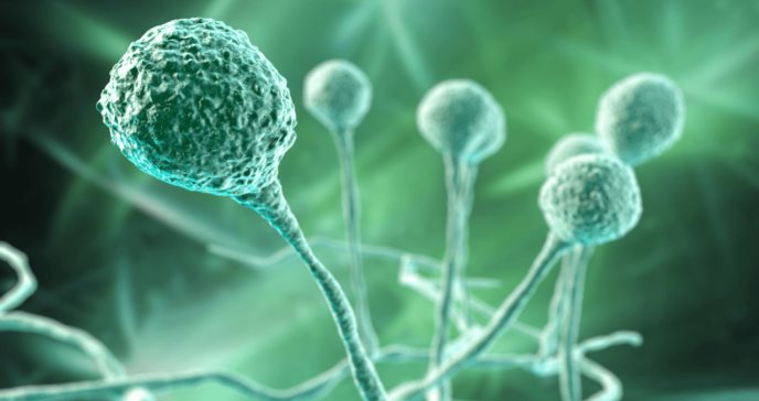 Los humanos no están preparados para una pandemia causada por hongos