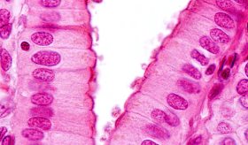 Nuevo modelo biofísico predice la conectividad celular en 3D