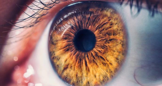 Restaurada la actividad eléctrica en retinas humanas de cadáveres