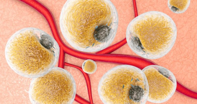 Descubren red de células nerviosas que permiten la comunicación entre las células grasas y el cerebro