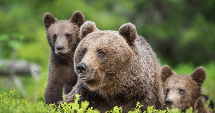 Diabetes: descubren proteínas en la sangre de osos grizzly que controlan la resistencia a insulina