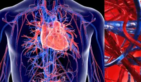 La perfección del sistema cardiovascular: así funciona el corazón en todo el cuerpo