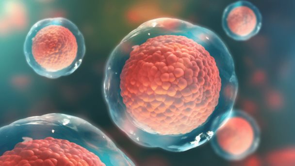 Terapia con células madre que ‘evaden’ el sistema inmune para curar la diabetes Terapia con células madre que ‘evaden’ el sistema inmune para curar la diabetes