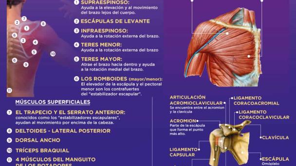 El hombro - Infografía El hombro - Infografía