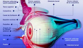 Anatom&iacute;a del ojo - Infograf&iacute;a