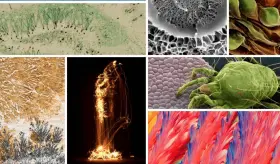 Las mejores im&aacute;genes cient&iacute;ficas de 2022 seg&uacute;n FOTCIENCIA