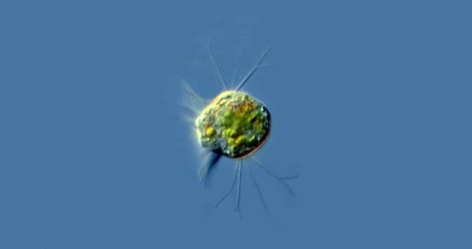 Descubren primer organismo que se alimenta únicamente de virus