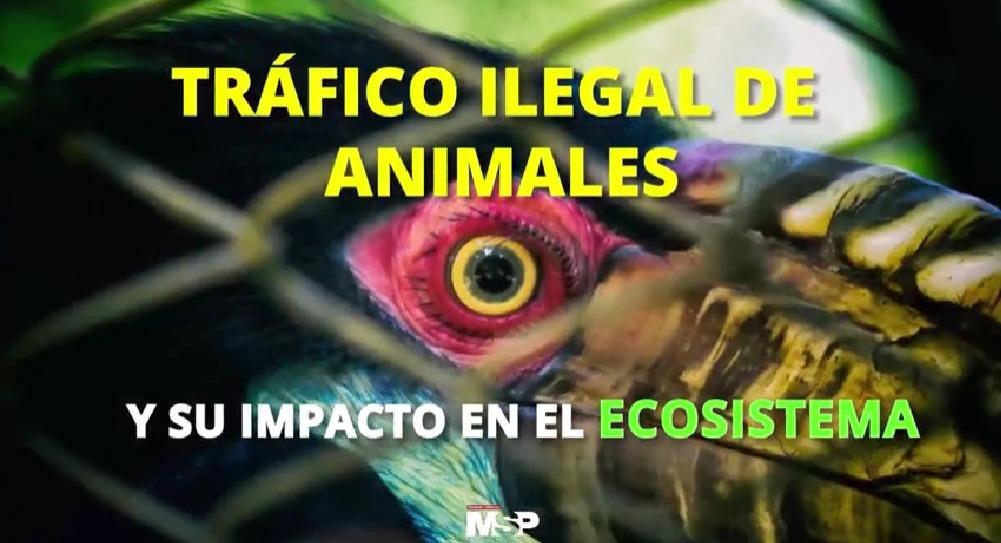 Tráfico ilegal de animales y su impacto en el ecosistema - #EspecialMSP