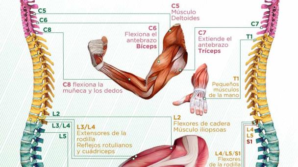 La columna y su control en algunos músculos - Infografía La columna y su control en algunos músculos - Infografía