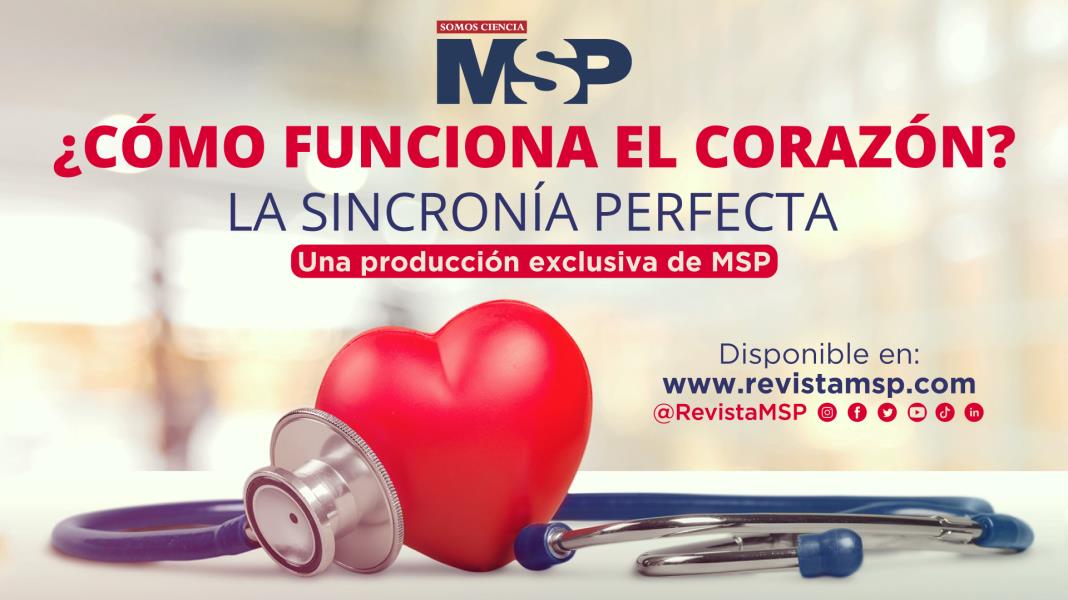 La sincronía perfecta: ¿Cómo funciona el corazón? - #ExclusivoMSP