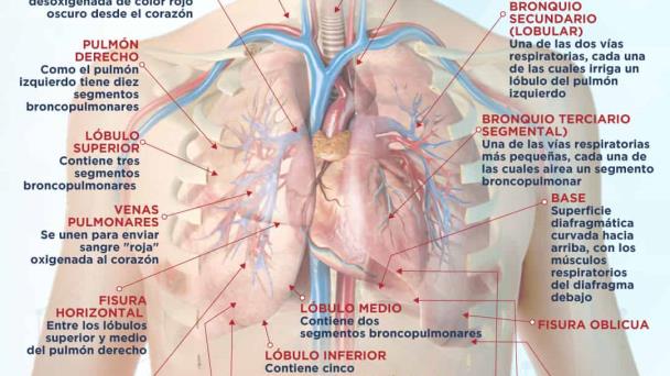 Anatomía pulmonar - Infografía