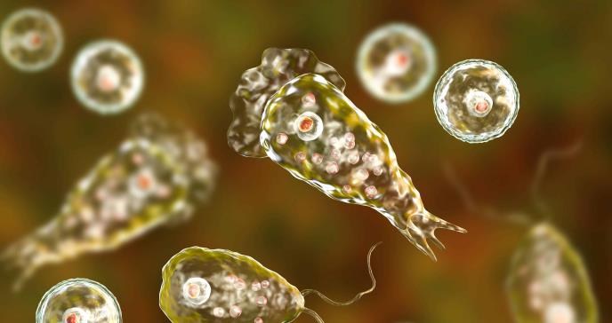 Riesgo de lavados nasales con agua de la llave e infección por Naegleria fowleri, la ameba comecerebros