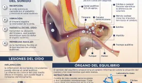 El oído - Infografía