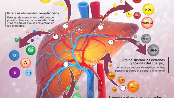 Principales funciones del hígado - Infografía