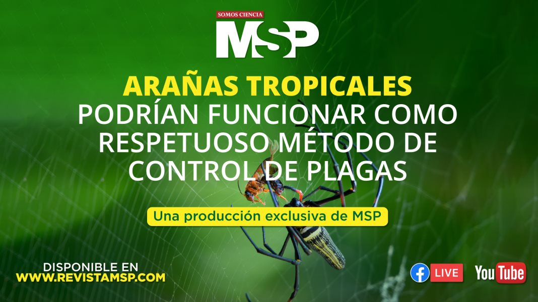 Arañas tropicales podrían funcionar como respetuoso método para control de plagas - #ExclusivoMSP
