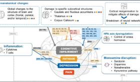 Una revisión narrativa de los posibles procesos biológicos subyacentes de la enfermedad