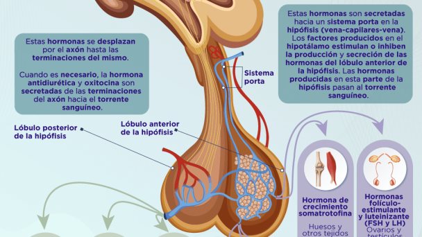 Hipotálamo - Infografía
