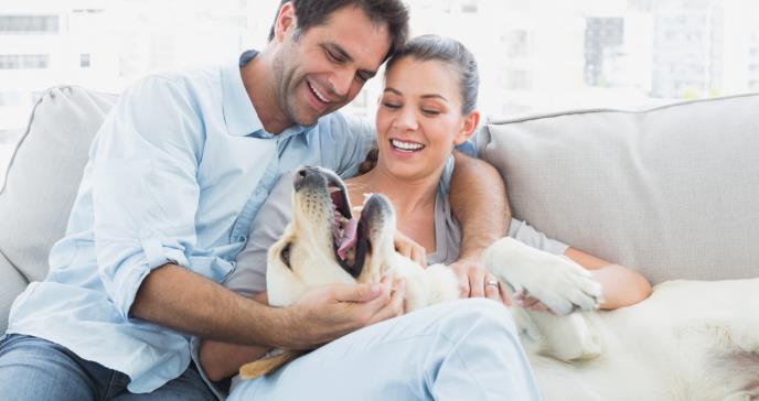 ¿Cuál es la conexión entre las mascotas y la salud cardiovascular?